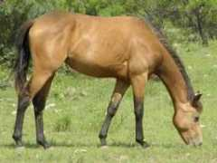 circle-s-quarter-horses.com Prite