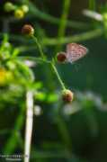 trachearian16.rssing.com Pritush