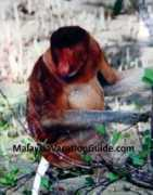malaysiavacationguide.com Proboscis