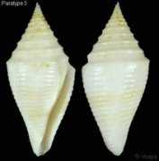 gastropods.com Proestler