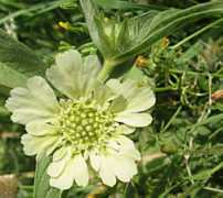wildflowers.co.il Prolific