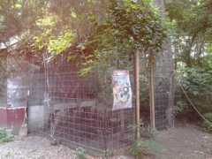 backyardchickens.com Prontip