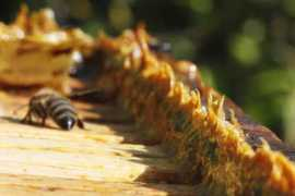 sidomi.com Propolis
