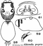 salticidae.org Propria