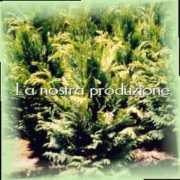 fratelliproserpio.com Proserpio