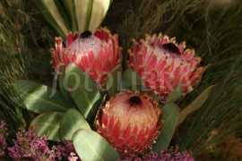 fotolibra.com Protea