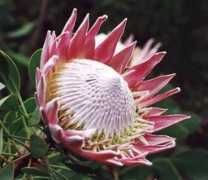 Protea