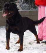 rottweilervonjuan.ch Proteu