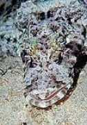 authenticdiving.com Protta
