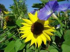 losandes.com.ar Proveen