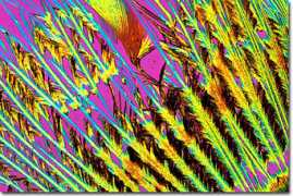 molecular.magnet.fsu.edu Prozac