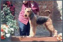 assotoelettatori.it Prugna
