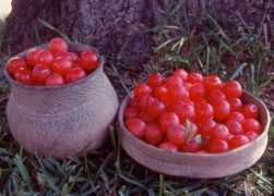 texasbeyondhistory.net Prunas