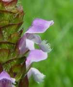 missouriplants.com Prunella