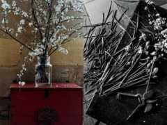 mimithorisson.com Prunier