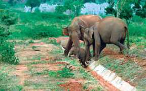 sundaytimes.lk Pruthu