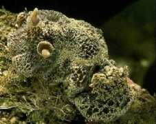 marinespecies.org Pruvot