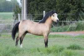 nerwynponies.co.uk Pryd
