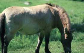 Przewalski