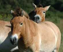 Przewalski