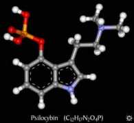 magic-mushrooms.net Psilocybin