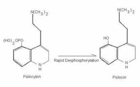 mykoweb.com Psilocybin