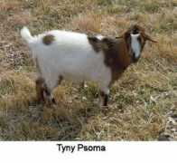 Psoma