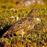 mendosa.com Ptarmigan