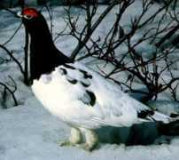 awra.us Ptarmigan