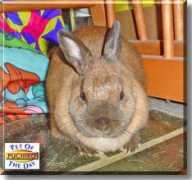 petoftheday.com Puchiko