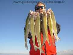 guiadepescarioplata.com.ar Puchito