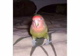 Puchungo