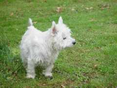 weethet.nl Puckie