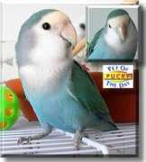 Pucky
