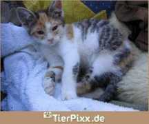 tierpixx.de Puenktchen