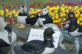 Puffins
