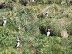 Puffins