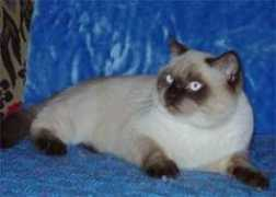 argo-cat.narod.ru Pufic