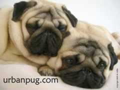 Pug