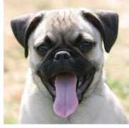Pug