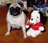anniebees.com Puggie