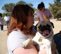Pugley