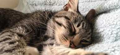 cats.wonderhowto.com Puhto