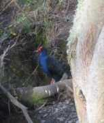 Pukeko