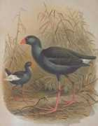 Pukeko