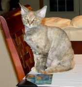 Pukina