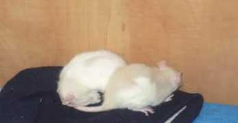 Pulca