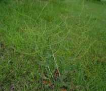 alabamaplants.com Pulcher