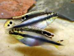 badmanstropicalfish.com Pulcher