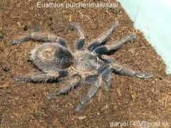 galeria.lasiodora.sk Pulcheri